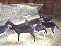 la ferme de cabrials (7)